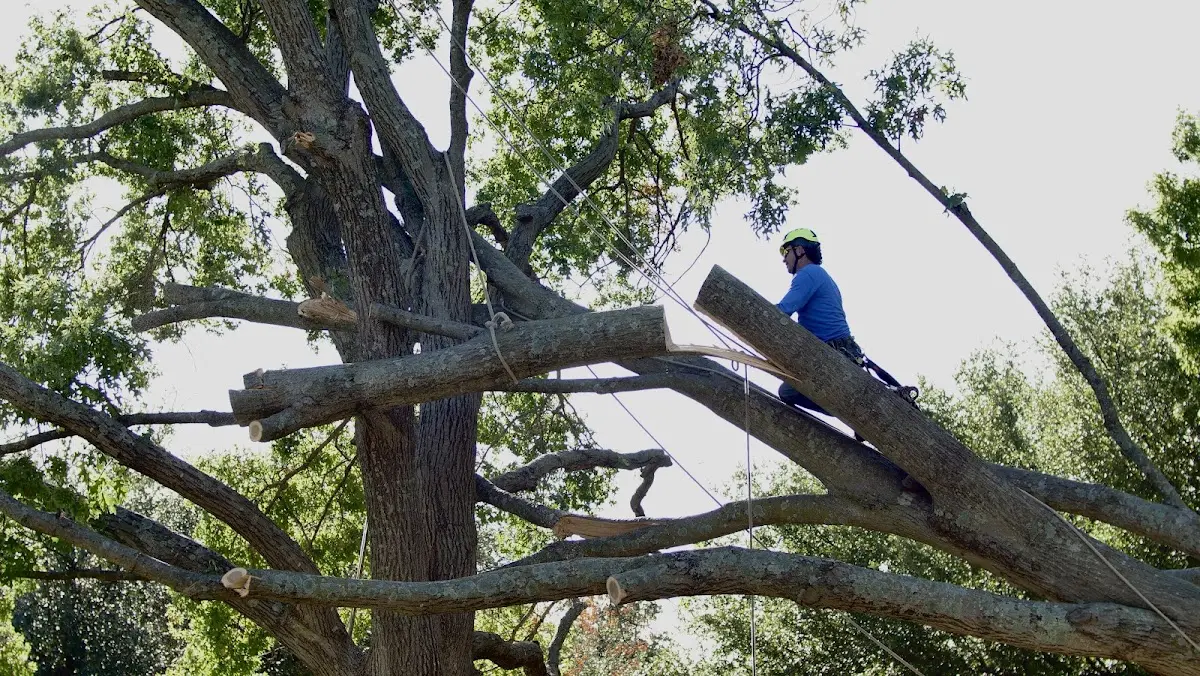 Professional Crown Thinning performed by certified arborists in Hannaford