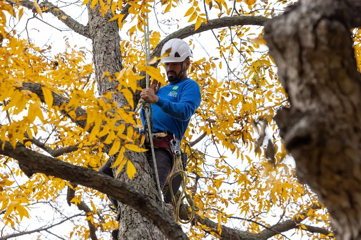 Skilled Tree Pruning crew working in Hannaford